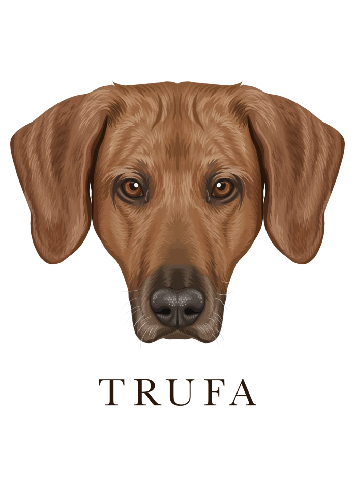 Ilustración de Trufa